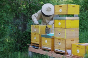 Včelař při práci