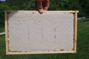 Zavíčkovaný plást medu