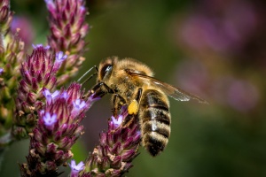 Včela sbírá nektar